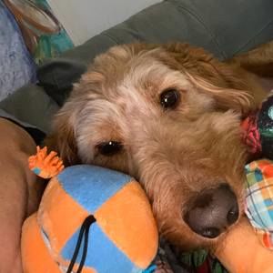 Meet your Posher, Debi